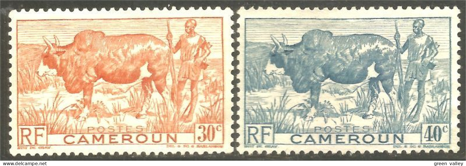 236 Cameroun Boeuf Bosse Vache Cow Kuh Koe Vaca Mucca Agriculture Élevage Sans Gomme (CAM-124) - Koeien