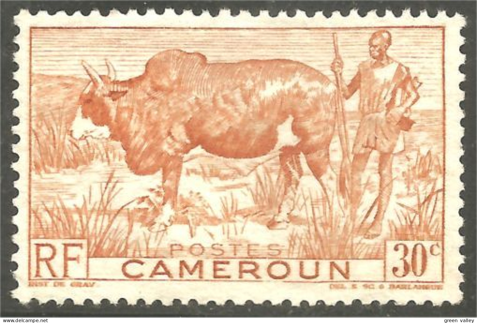 236 Cameroun Boeuf Bosse Vache Cow Kuh Koe Vaca Mucca Agriculture Élevage Sans Gomme (CAM-121) - Kühe