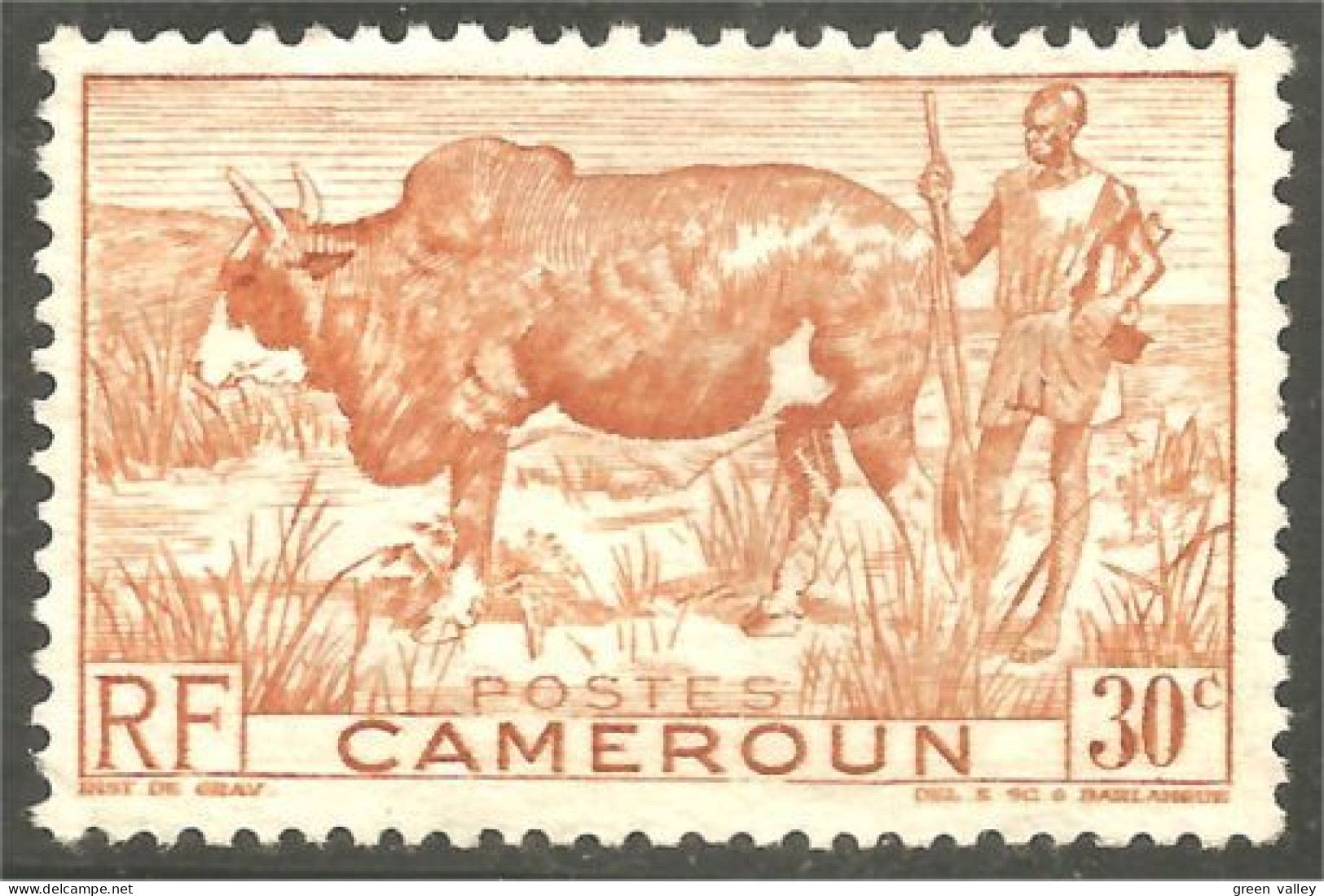 236 Cameroun Boeuf Bosse Vache Cow Kuh Koe Vaca Mucca Agriculture Élevage Sans Gomme (CAM-121) - Koeien