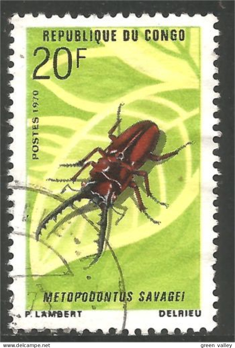 272 Congo Insecte Beetle Scarabee Insetto Scarabeo Scarabetto Insekt (CGO-77a) - Used