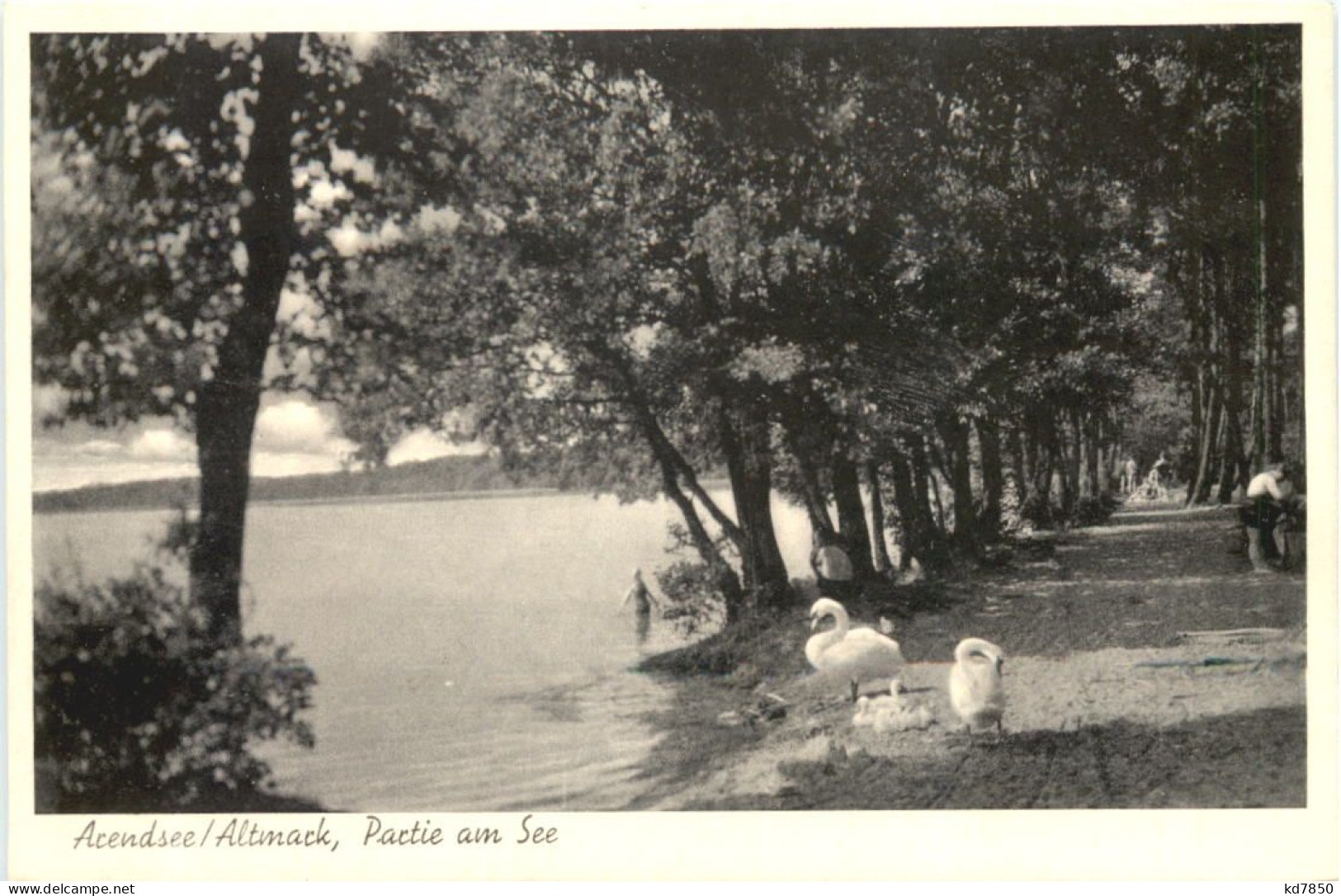 Arendsee In Der Altmark - Partie Am See - Salzwedel