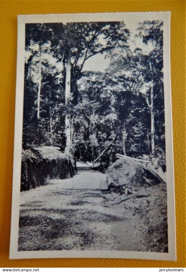 CONGO BELGE - Mines D'or De Kilo-Moto -  3 CARTES : Route De Watsa à Gombari, Route En Forêt, Camp D'auxiliaires - Congo Belge