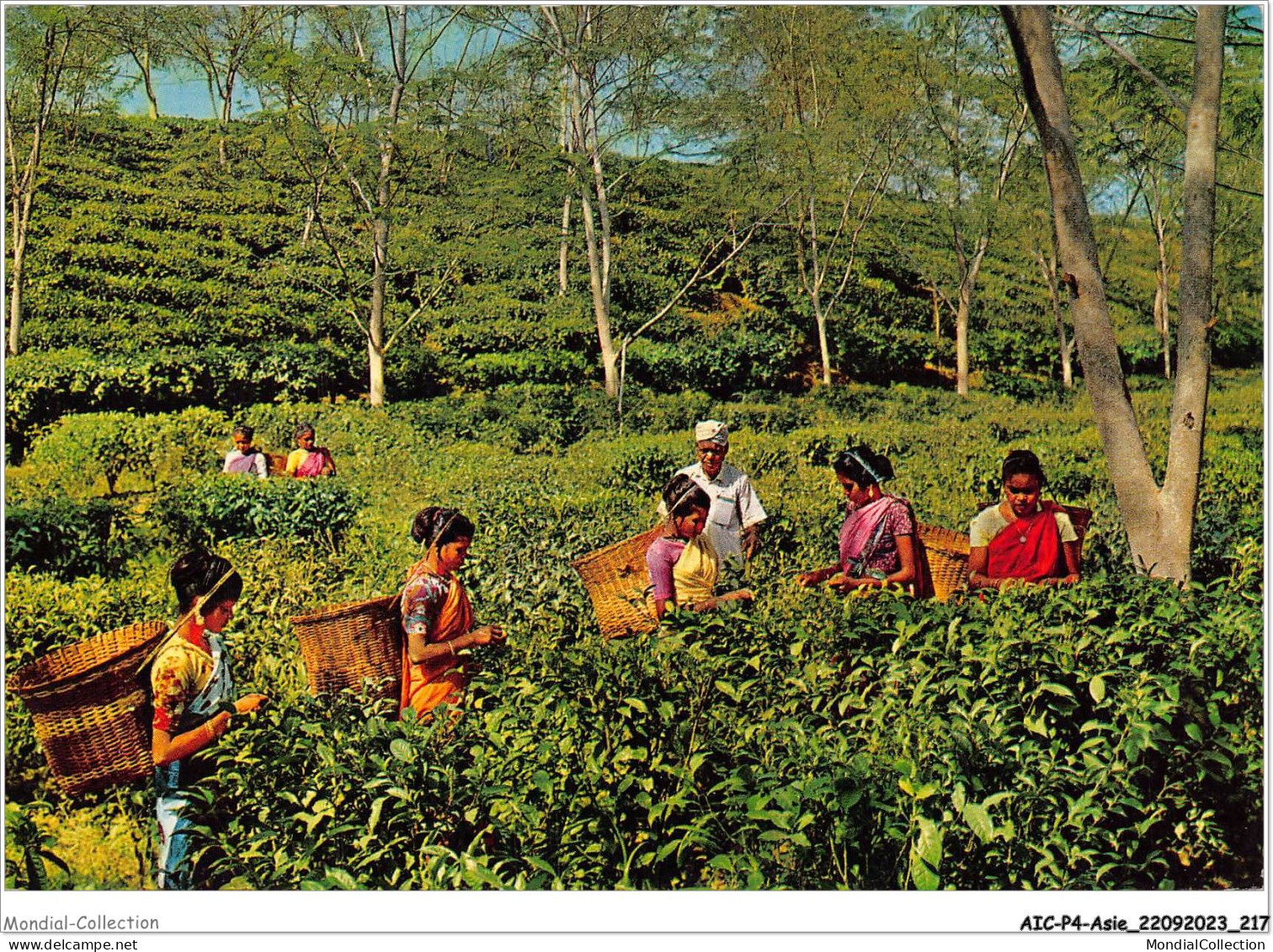 AICP4-ASIE-0507 - Tea Gardens - Sylhet - EAST PAKISTAN - Pakistan