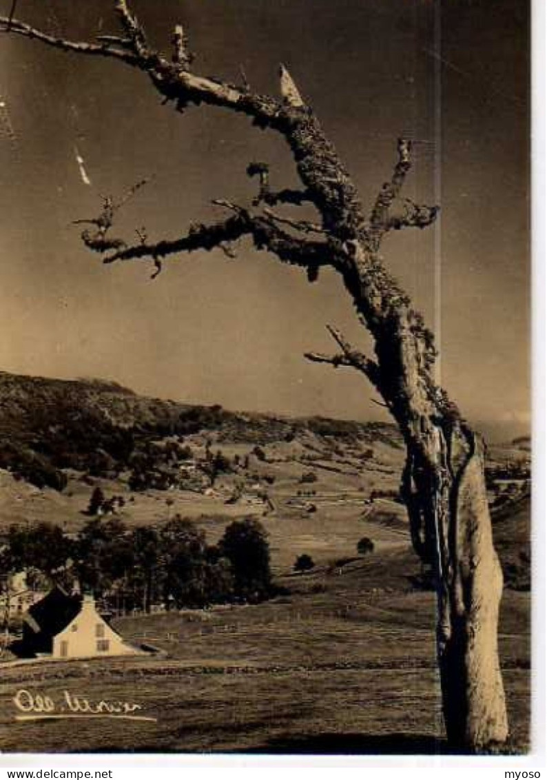 MONIER  L'homme Seul, Arbre Mort Encore Debout - Monier