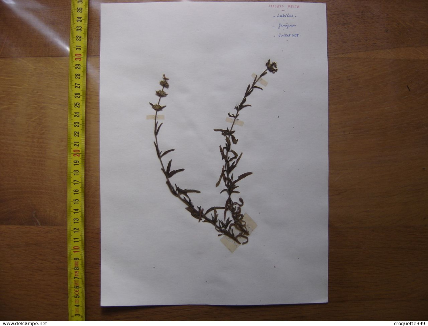 Annees 50 PLANCHE D'HERBIER Du Gard Herbarium Planche Naturelle 29 - Art Populaire