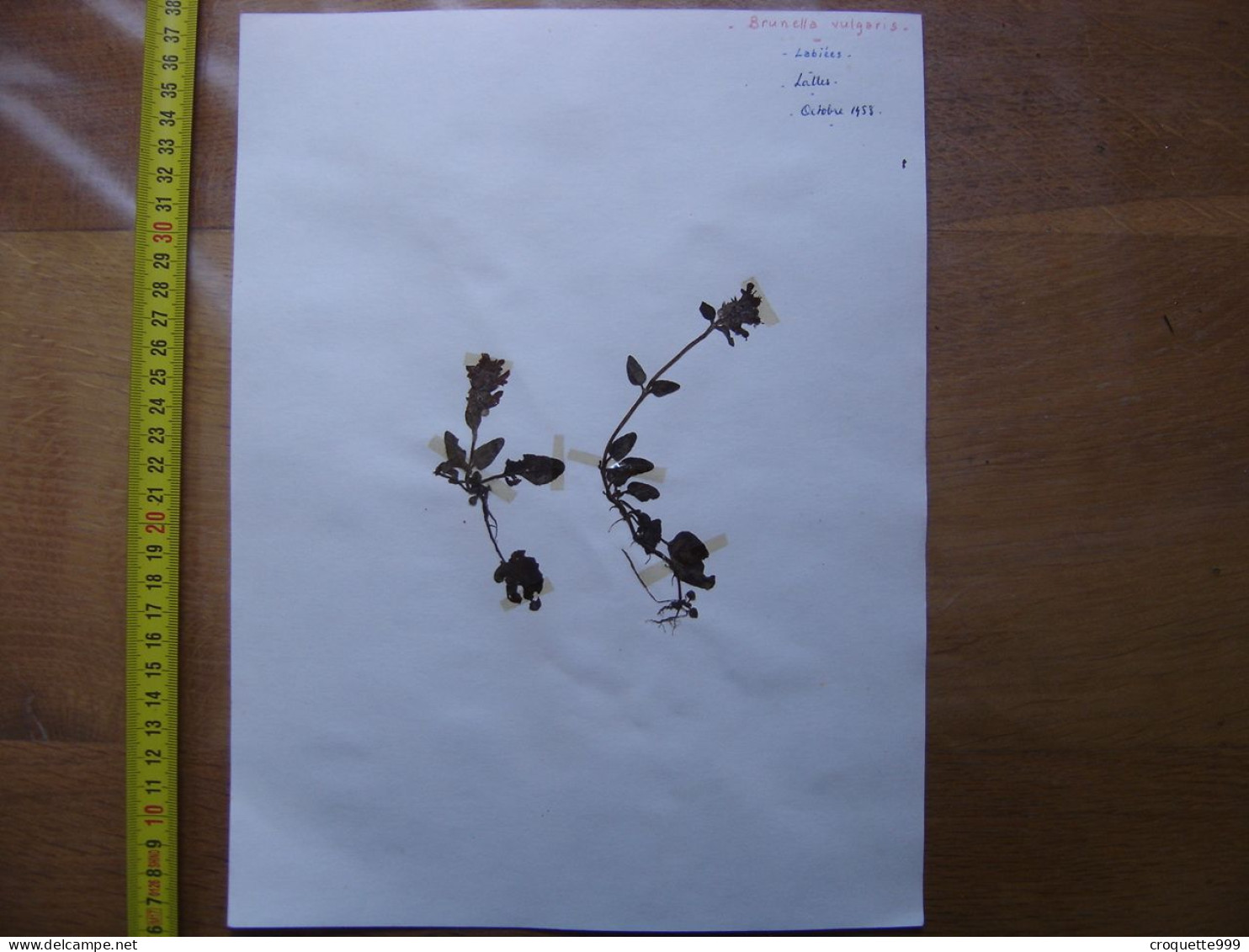Annees 50 PLANCHE D'HERBIER Du Gard Herbarium Planche Naturelle 31 - Arte Popolare