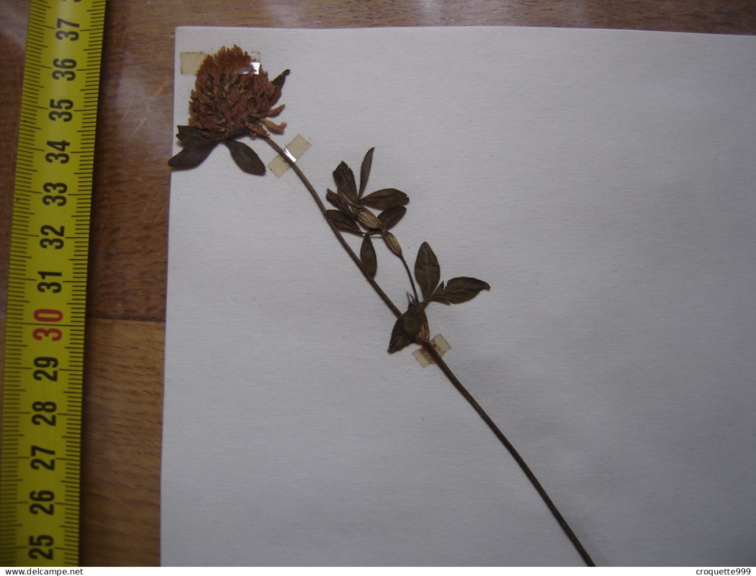 Annees 50 PLANCHE D'HERBIER Du Gard Herbarium Planche Naturelle 32 - Pop Art