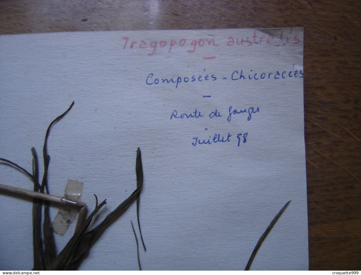 Annees 50 PLANCHE D'HERBIER Du Gard Herbarium Planche Naturelle 35 - Arte Popular