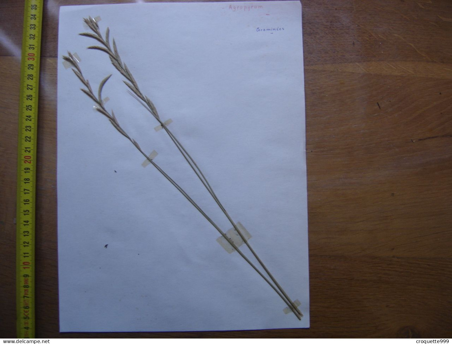 Annees 50 PLANCHE D'HERBIER Du Gard Herbarium Planche Naturelle 40 - Art Populaire