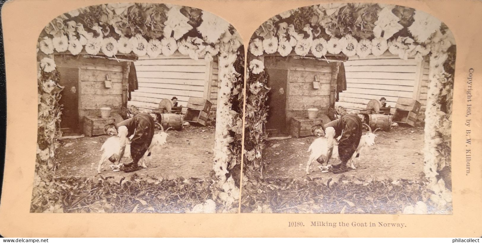 Stereo View B. W. Kilburn //  Norway // Milking The Goat 1895 - Photos Stéréoscopiques