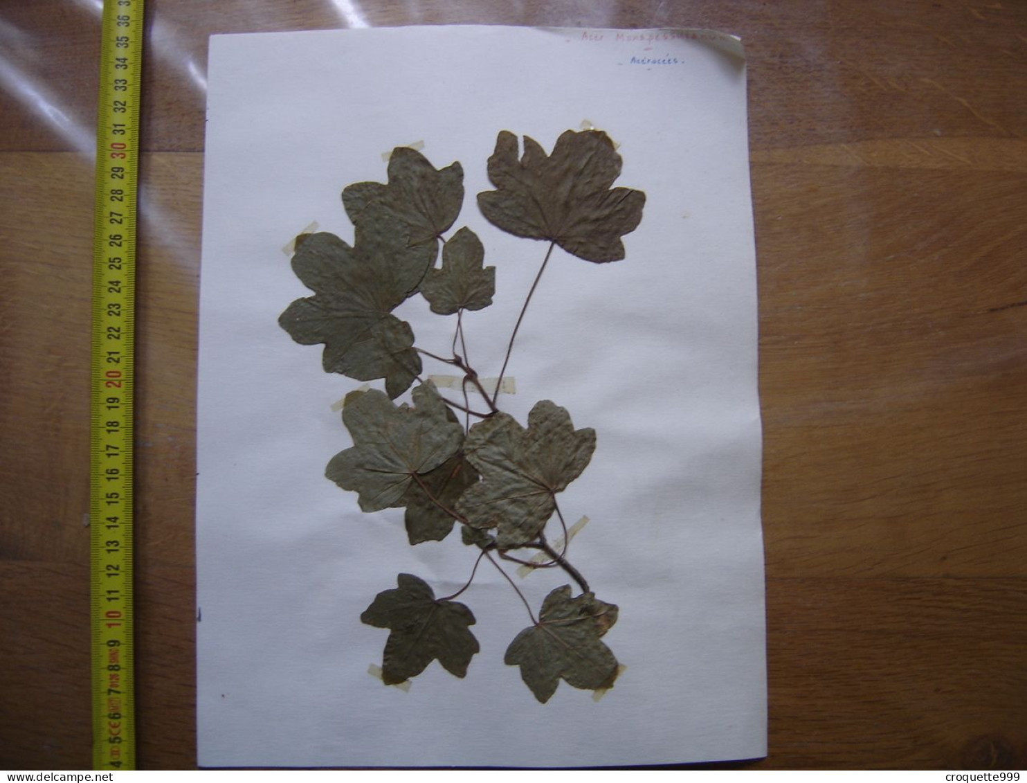 Annees 50 PLANCHE D'HERBIER Du Gard Herbarium Planche Naturelle 47 - Arte Popolare