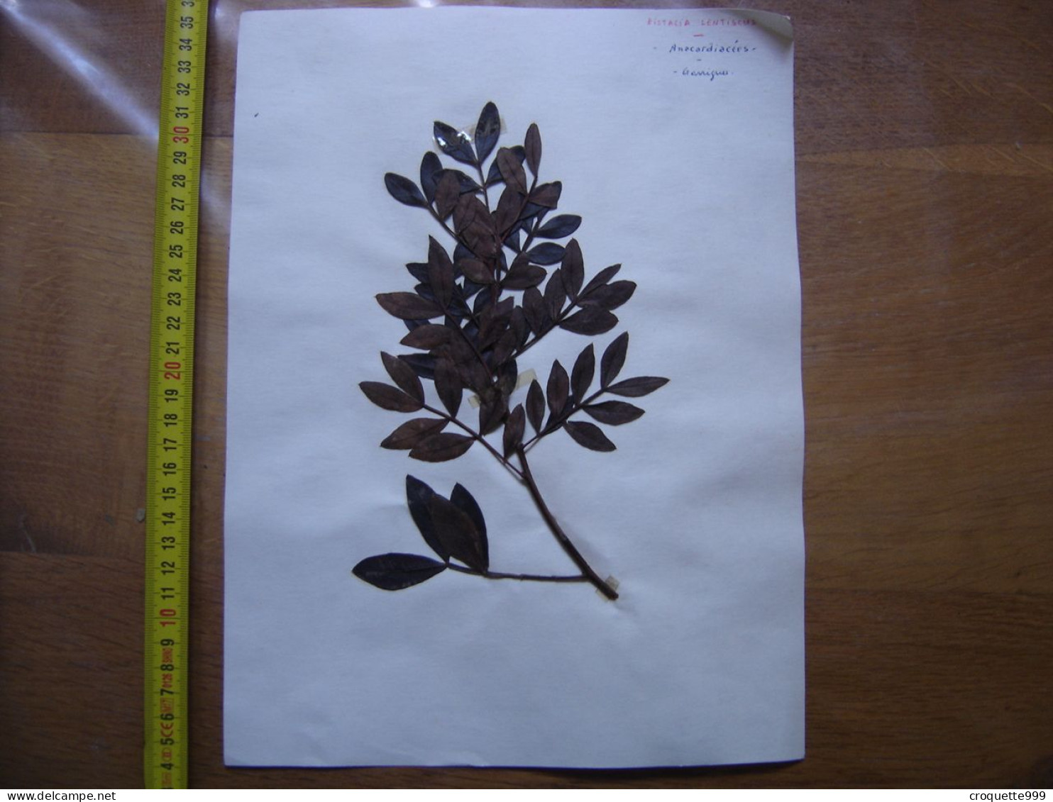Annees 50 PLANCHE D'HERBIER Du Gard Herbarium Planche Naturelle 48 - Arte Popolare