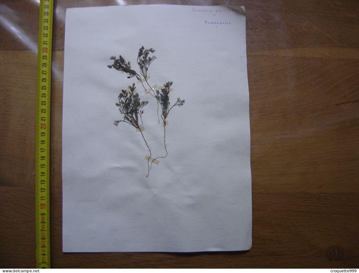 Annees 50 PLANCHE D'HERBIER Du Gard Herbarium Planche Naturelle 50 - Arte Popular