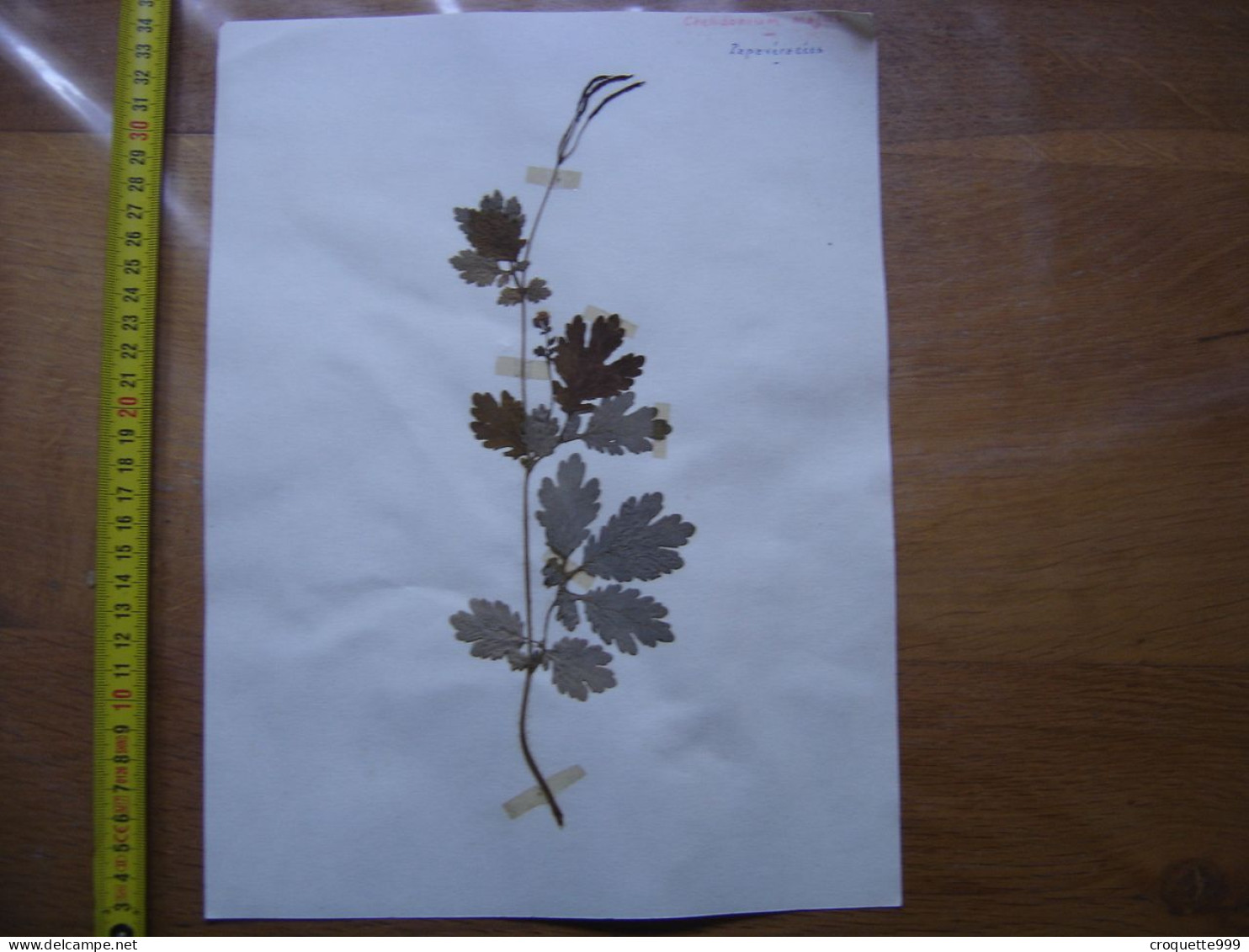 Annees 50 PLANCHE D'HERBIER Du Gard Herbarium Planche Naturelle 53 - Arte Popolare