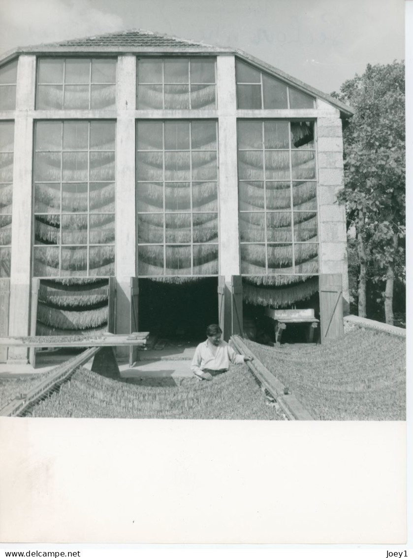 Photo Séchage Du Tabac En Herzégovine, Séchoir Vitré - Beroepen