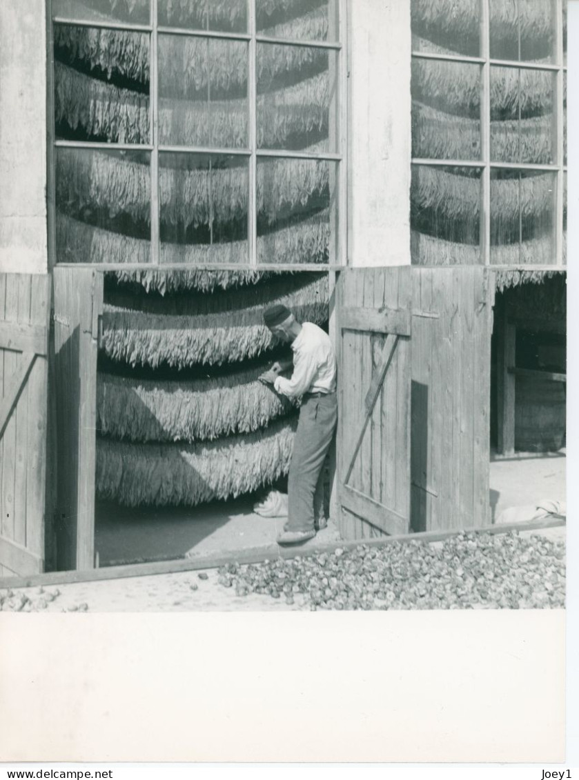 Photo Séchage Du Tabac En Herzégovine, Séchoir Vitré - Métiers