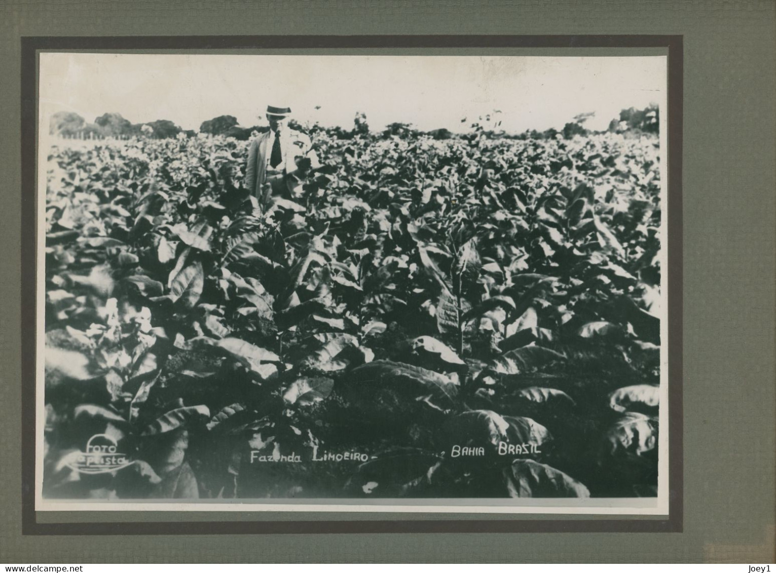 Photo De Plantations De Tabac Dans La Zone De Mata, Bahia Au Brésil En 1938 - Beroepen