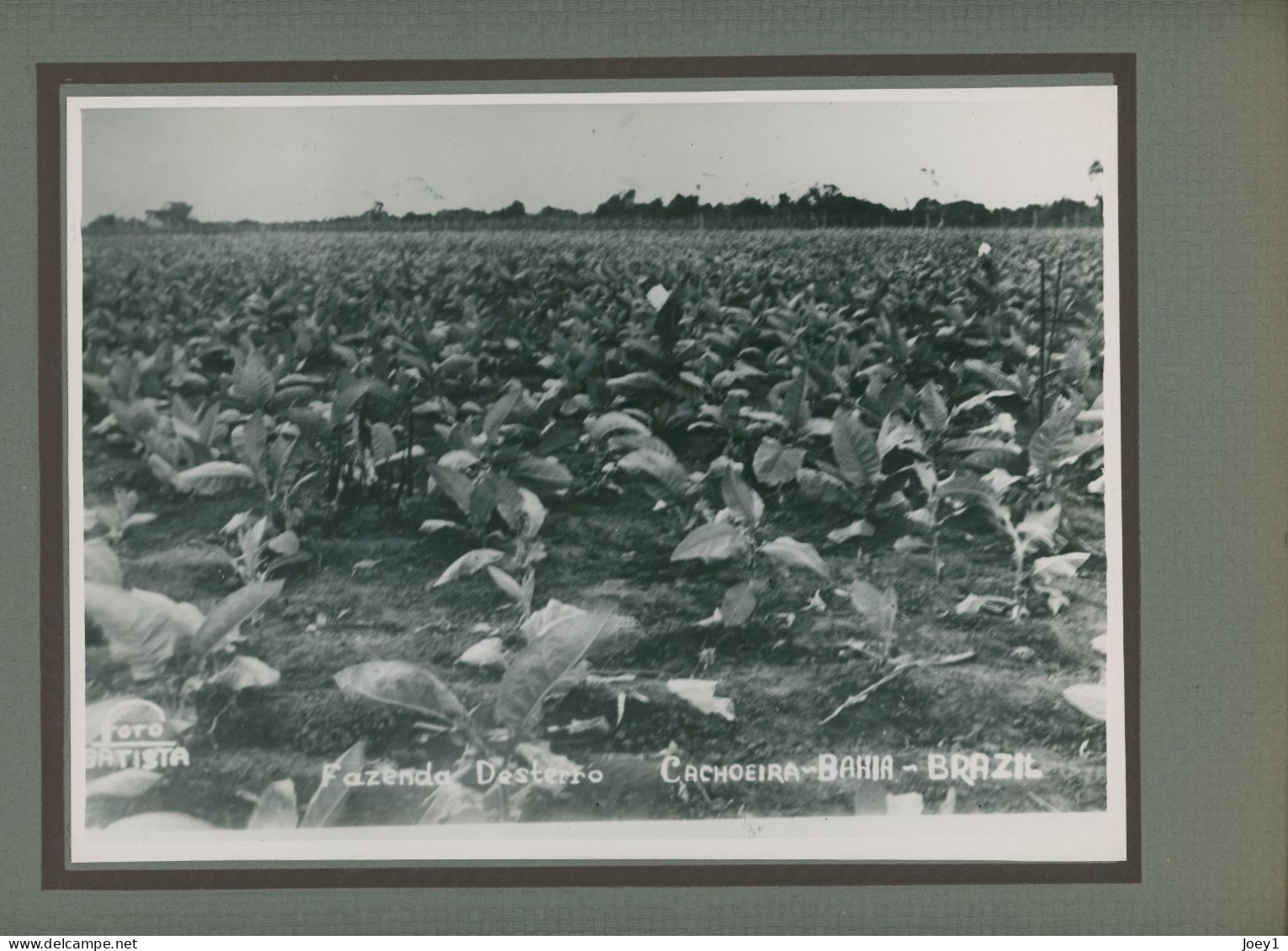 Photo De Plantations De Tabac Dans La Zone De Mata, Bahia Au Brésil En 1938 - Professions