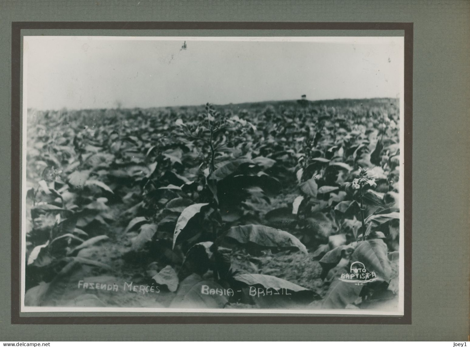 Photo De Plantations De Tabac Dans La Zone De Mata, Bahia Au Brésil En 1938 - Berufe