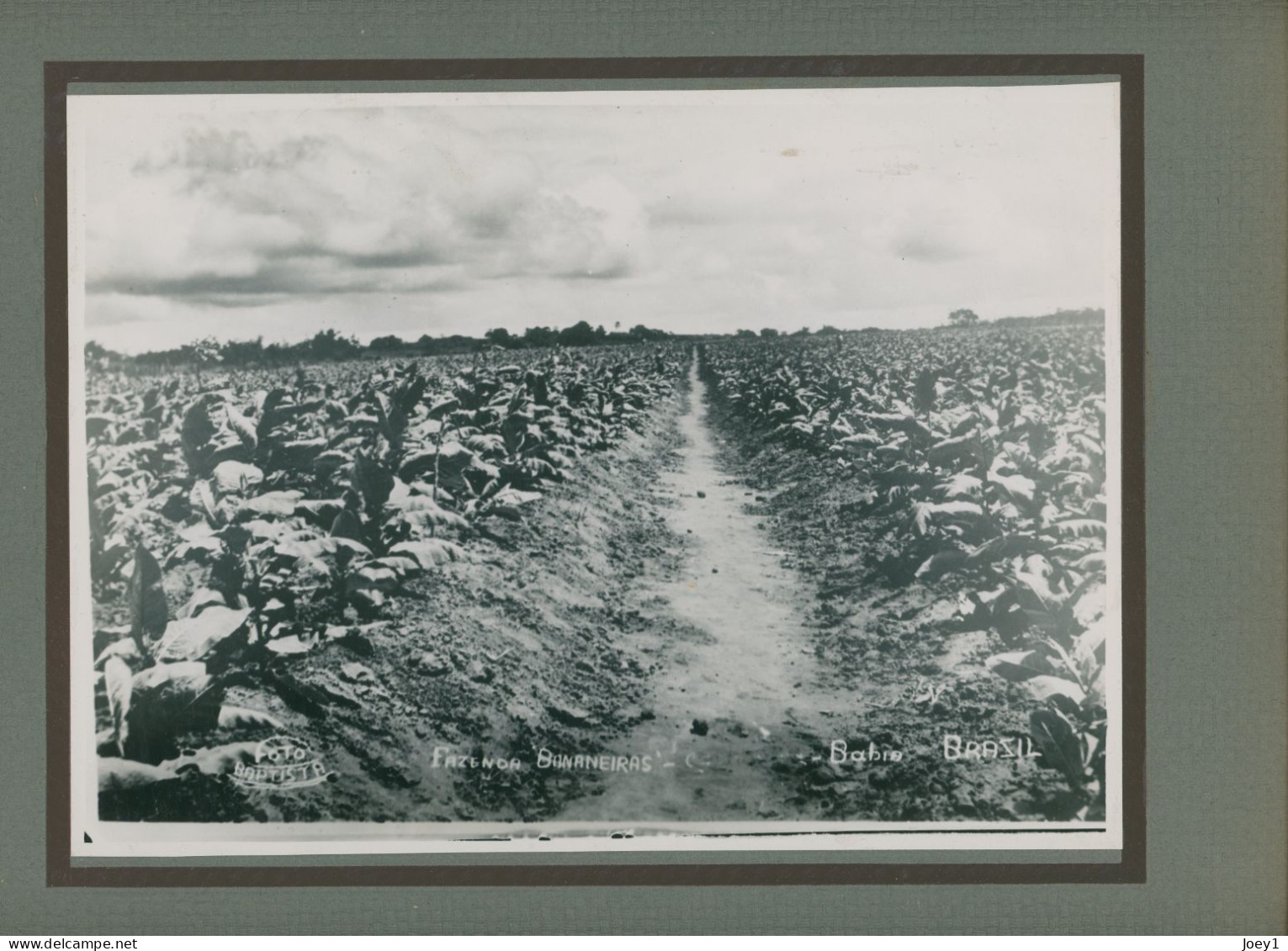 Photo De Plantations De Tabac Dans La Zone De Mata, Bahia Au Brésil En 1938 - Métiers