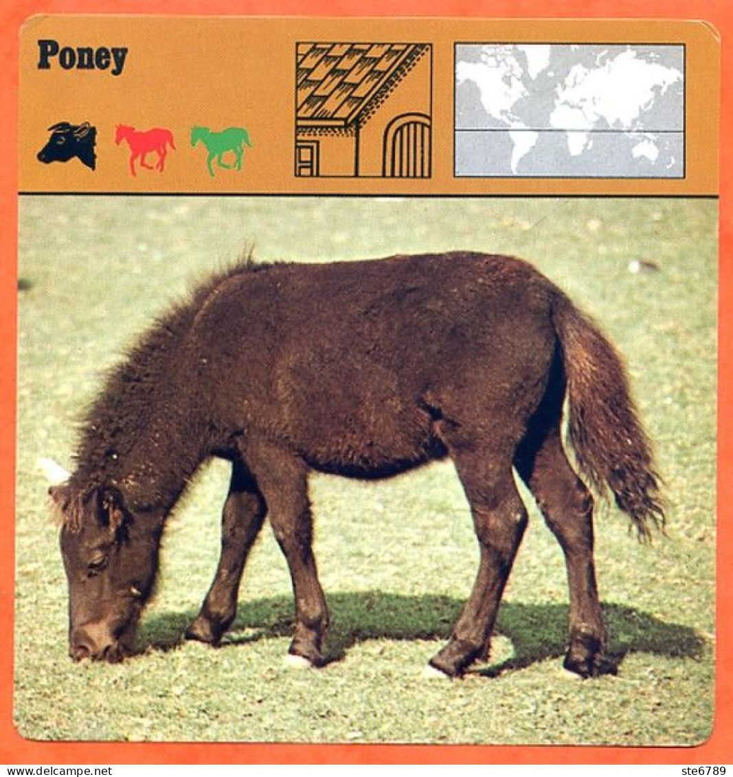 PONEY  Animaux Animal Fiche Illustree Documentée - Animales