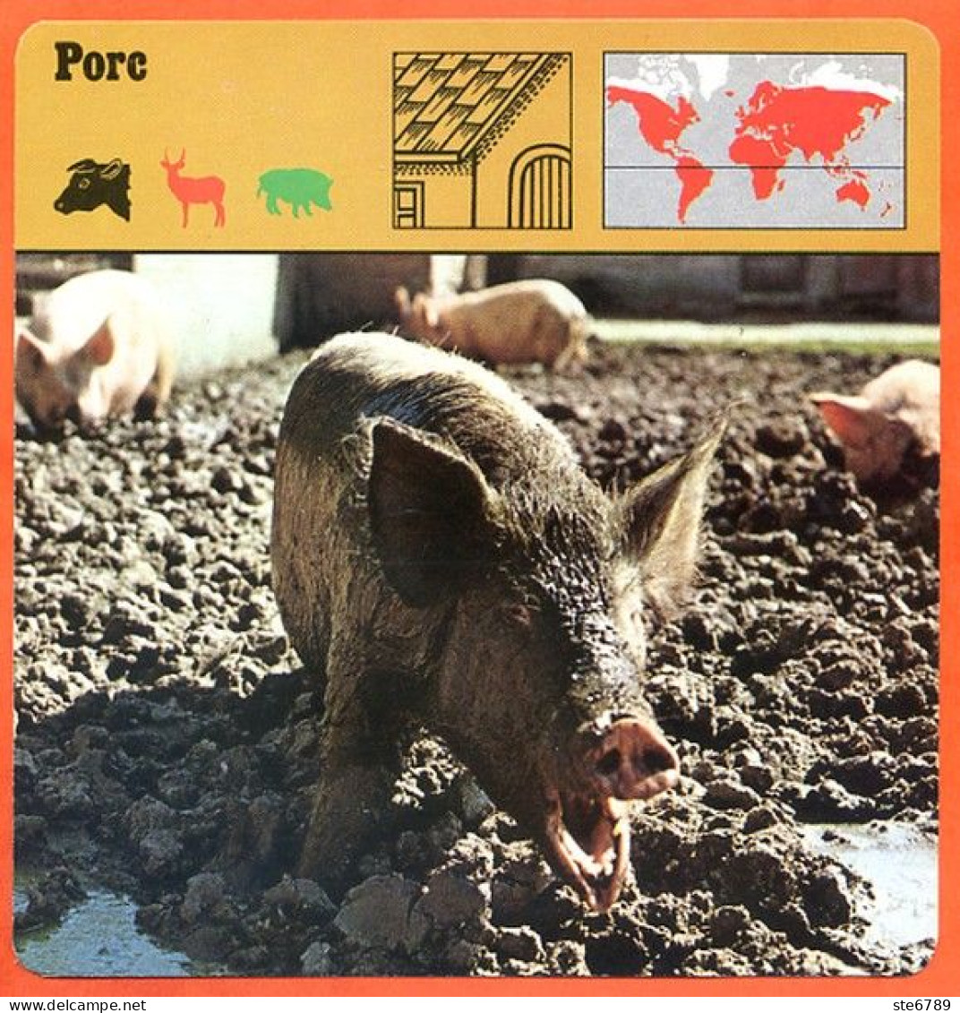 PORC Cochon Animaux Animal Fiche Illustree Documentée - Dieren