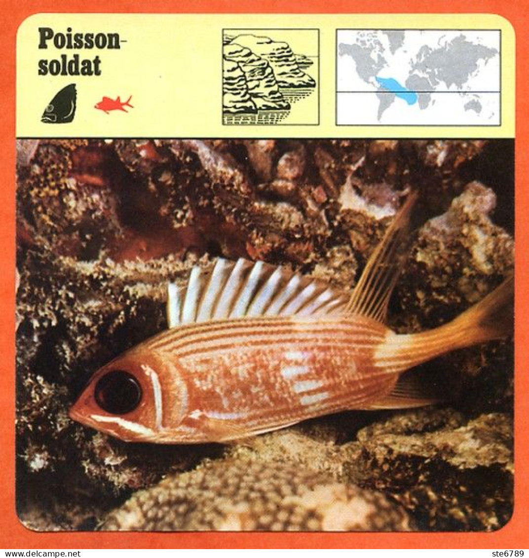 POISSON SOLDAT Animaux Animal Poissons Fiche Illustree Documentée - Tiere