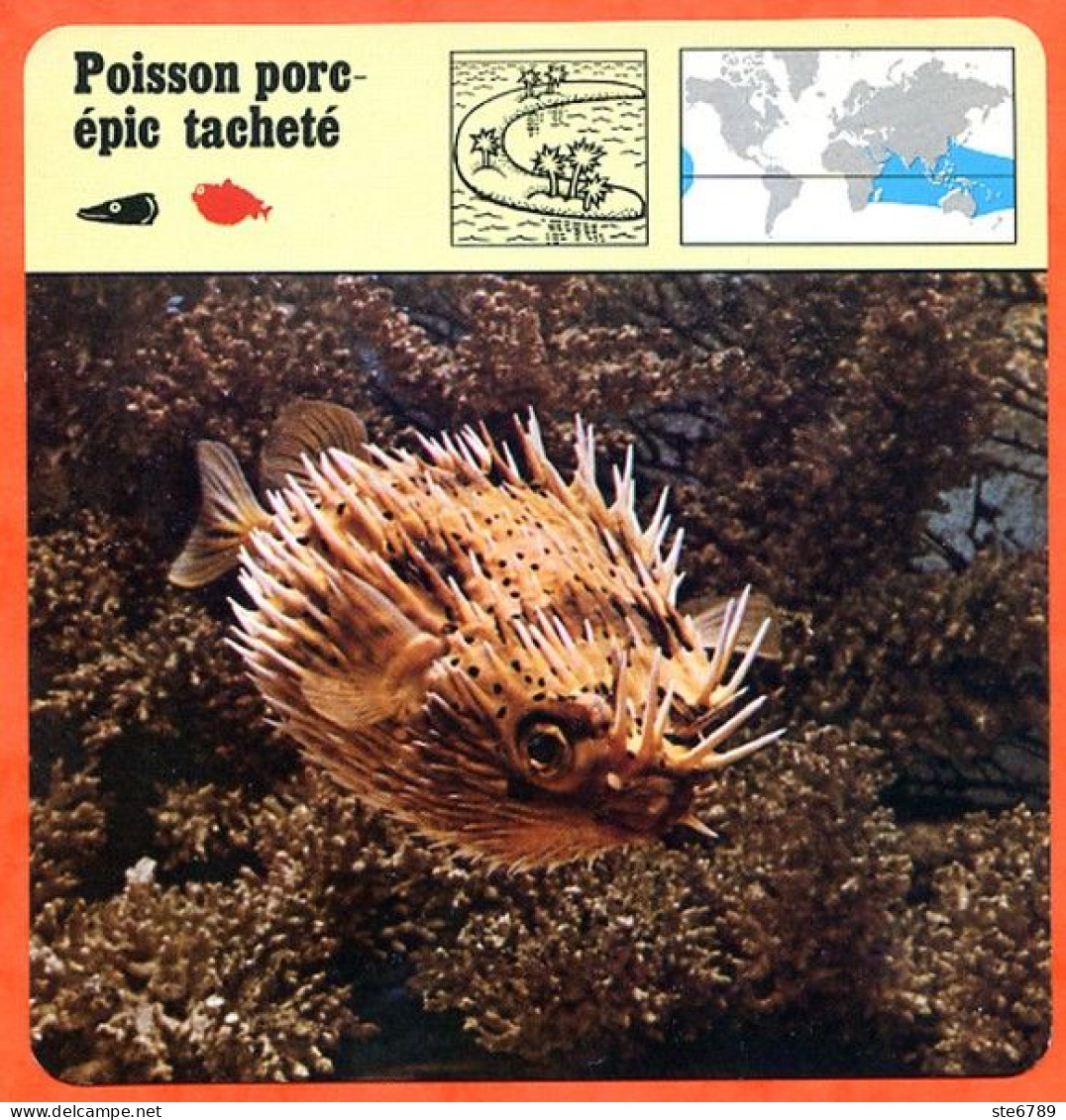 POISSON PORC EPIC TACHETE Poisson Animaux Animal Poissons Fiche Illustree Documentée - Tiere