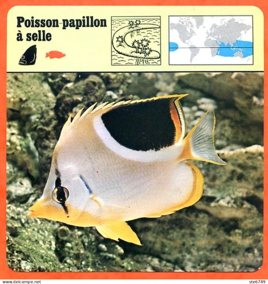 POISSON PAPILLON A SELLE  Animaux Animal Poissons Fiche Illustree Documentée - Animaux