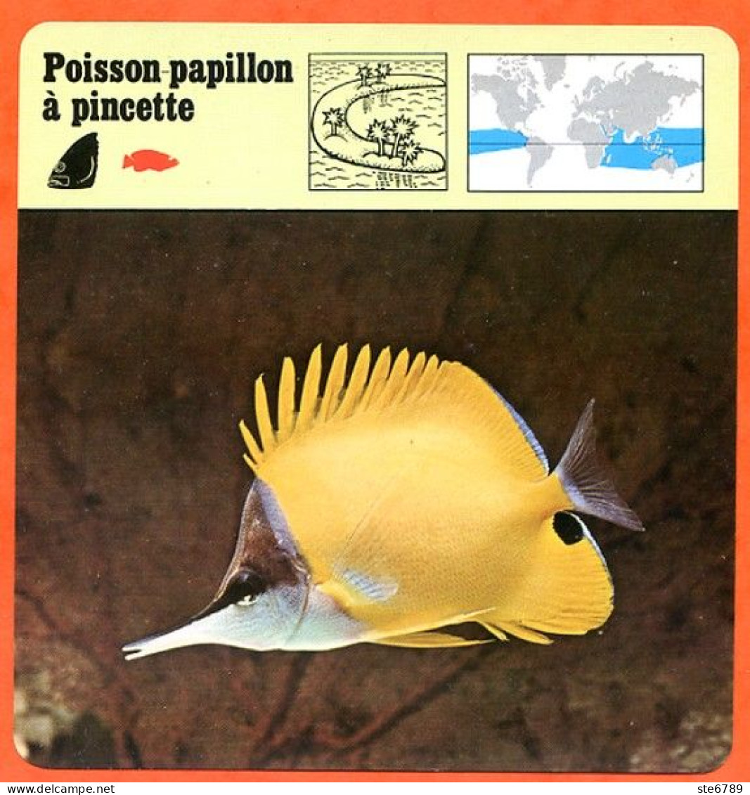 POISSON PAPILLON A PINCETTE  Animaux Animal Poissons Fiche Illustree Documentée - Tiere