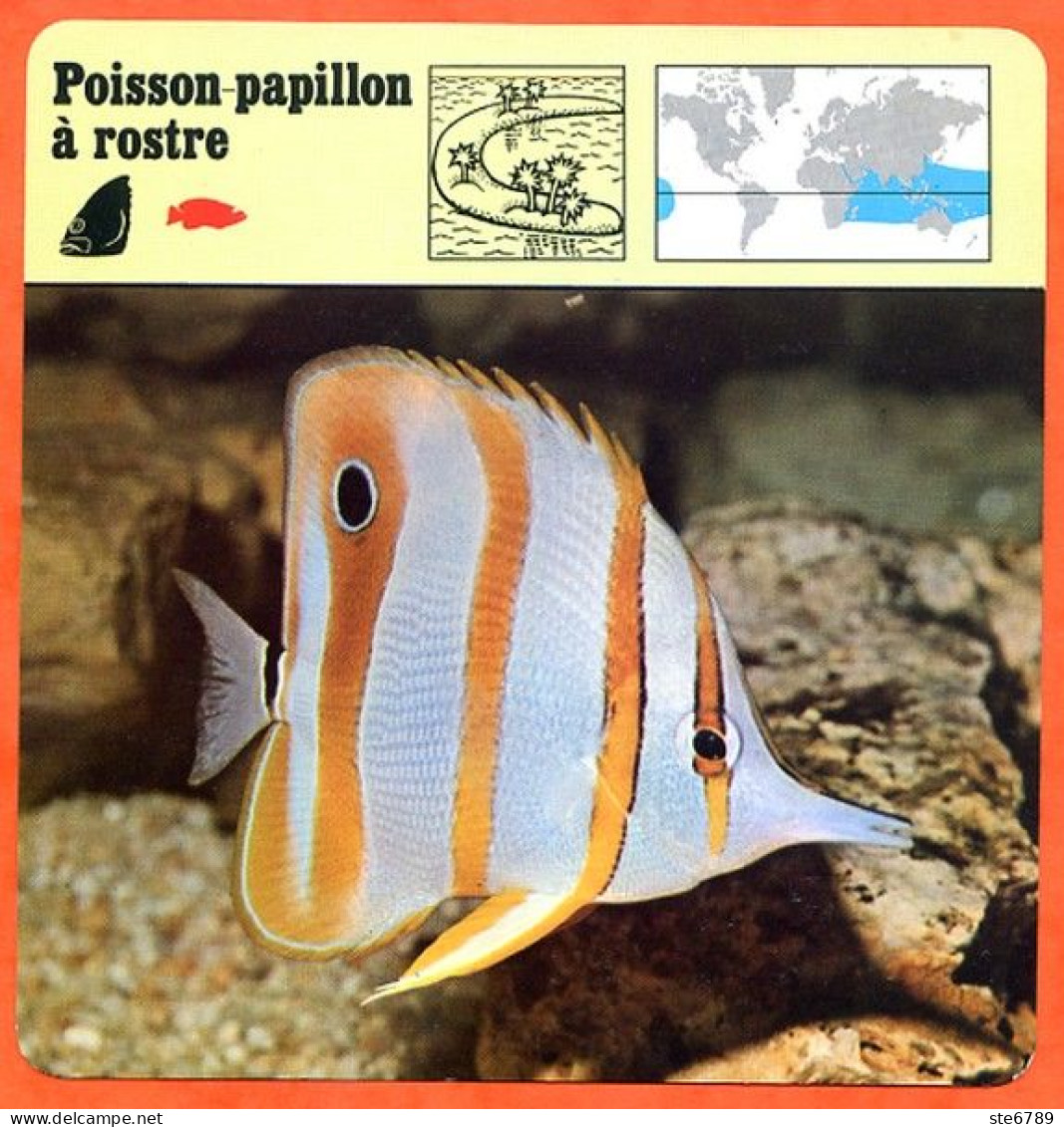 POISSON PAPILLON A ROSTRE  Animaux Animal Poissons Fiche Illustree Documentée - Animali