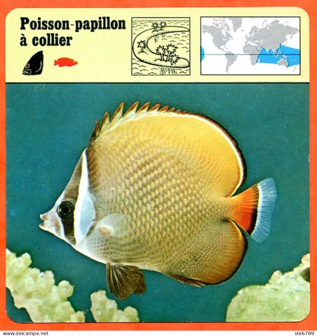 POISSON PAPILLON A COLLIER  Animaux Animal Poissons Fiche Illustree Documentée - Animales