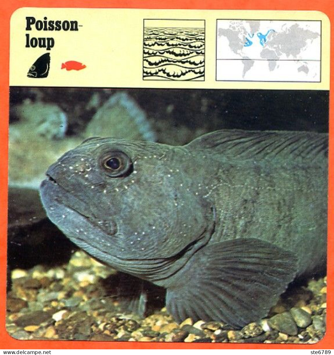 POISSON LOUP Animaux Animal Poissons Fiche Illustree Documentée - Animales