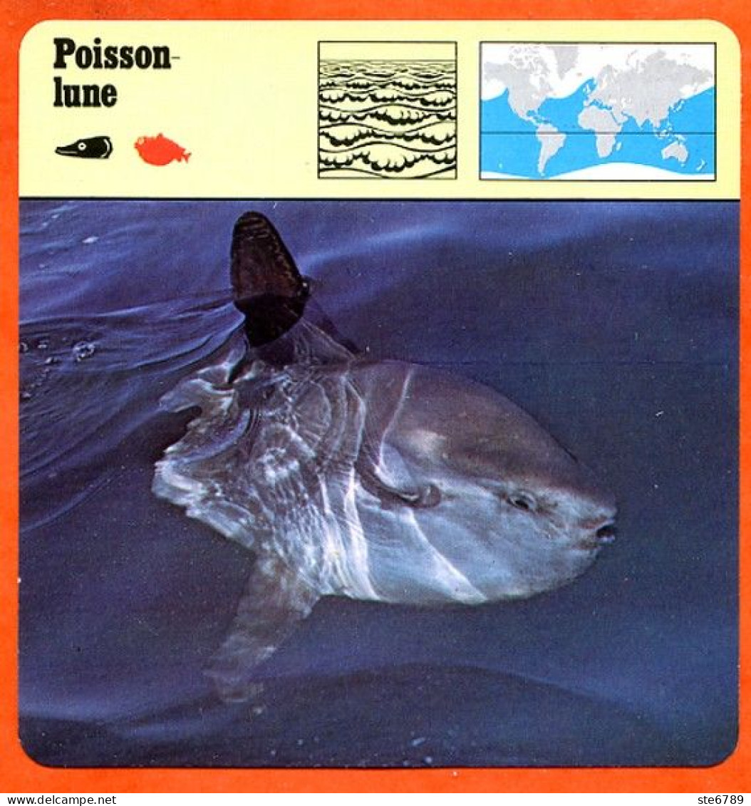 POISSON LUNE  Animaux Animal   Poissons Fiche Illustree Documentée - Animaux