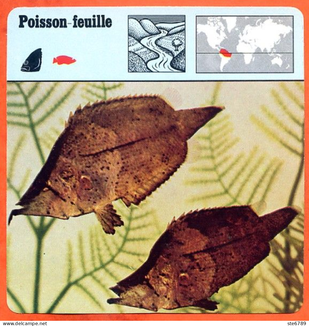 POISSON FEUILLE Animaux Animal Poissons Fiche Illustree Documentée - Animales