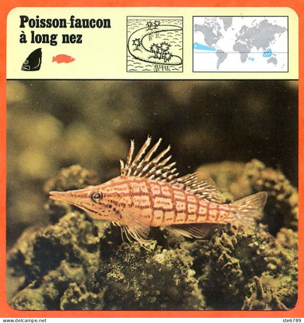 POISSON FAUCON A LONG NEZ  Animaux Animal Poissons Fiche Illustree Documentée - Dieren