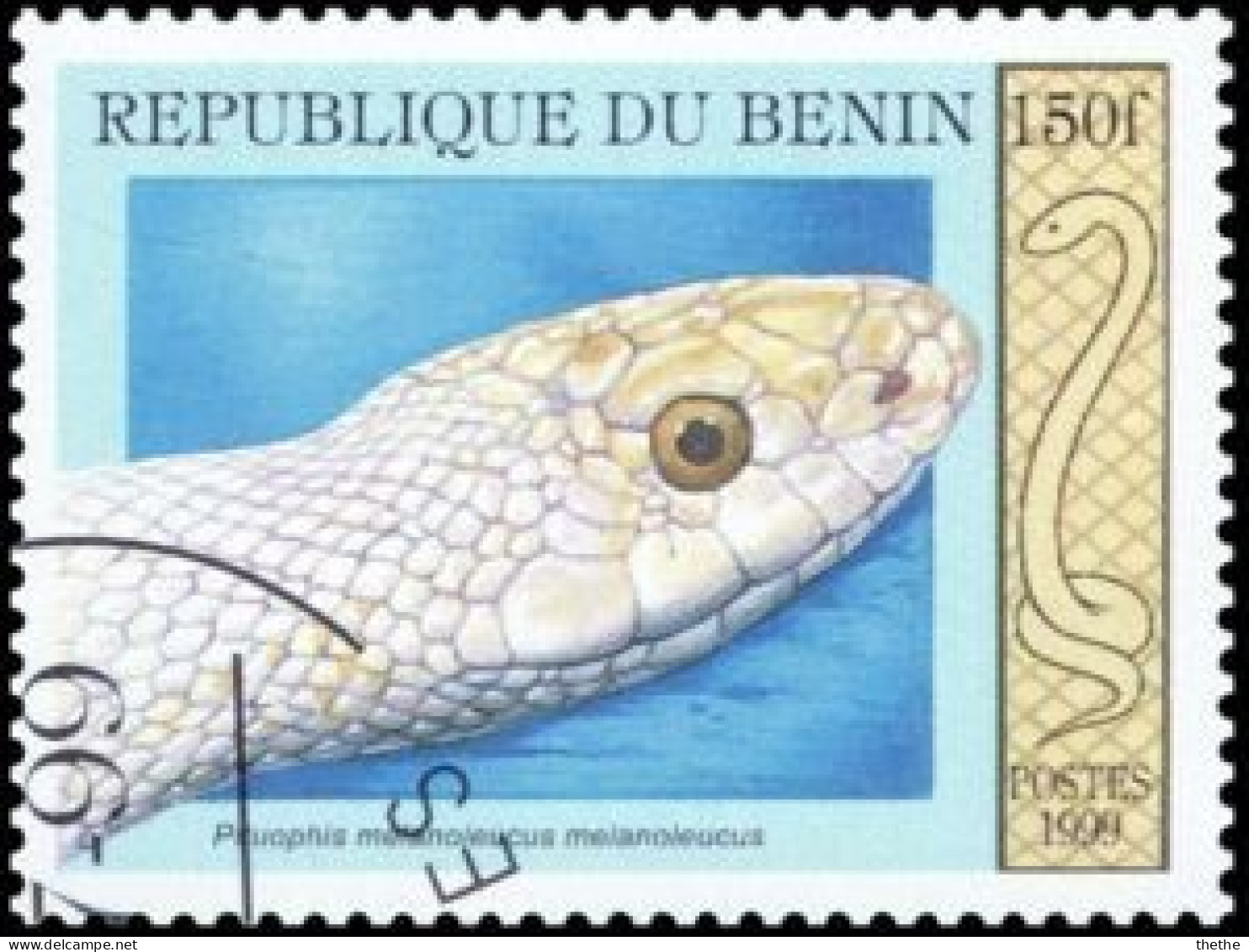 BENIN - Serpent Des Pins (Pituophis Melanoleucus) - Slangen
