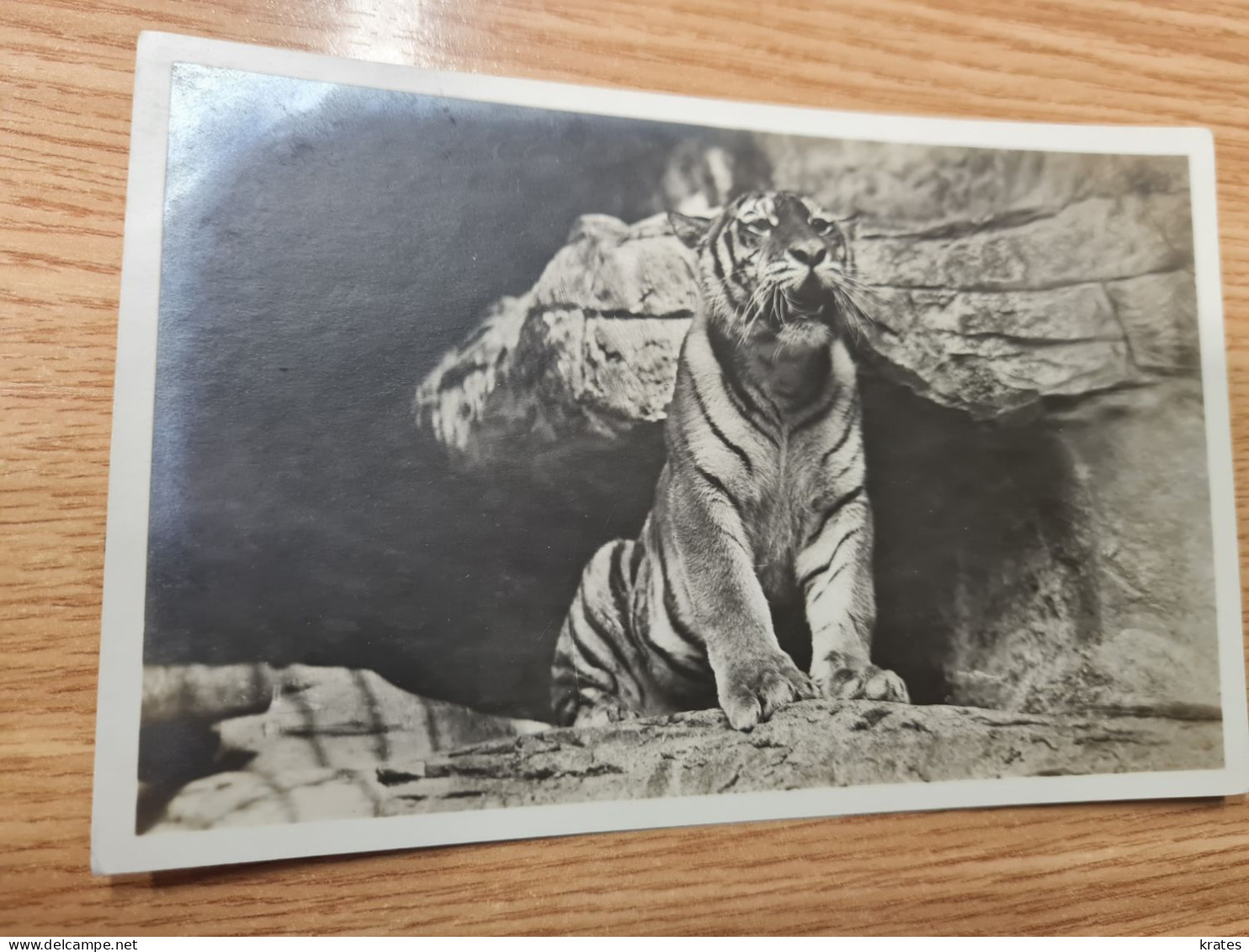 Postcard - Tigers   (32708) - Tijgers