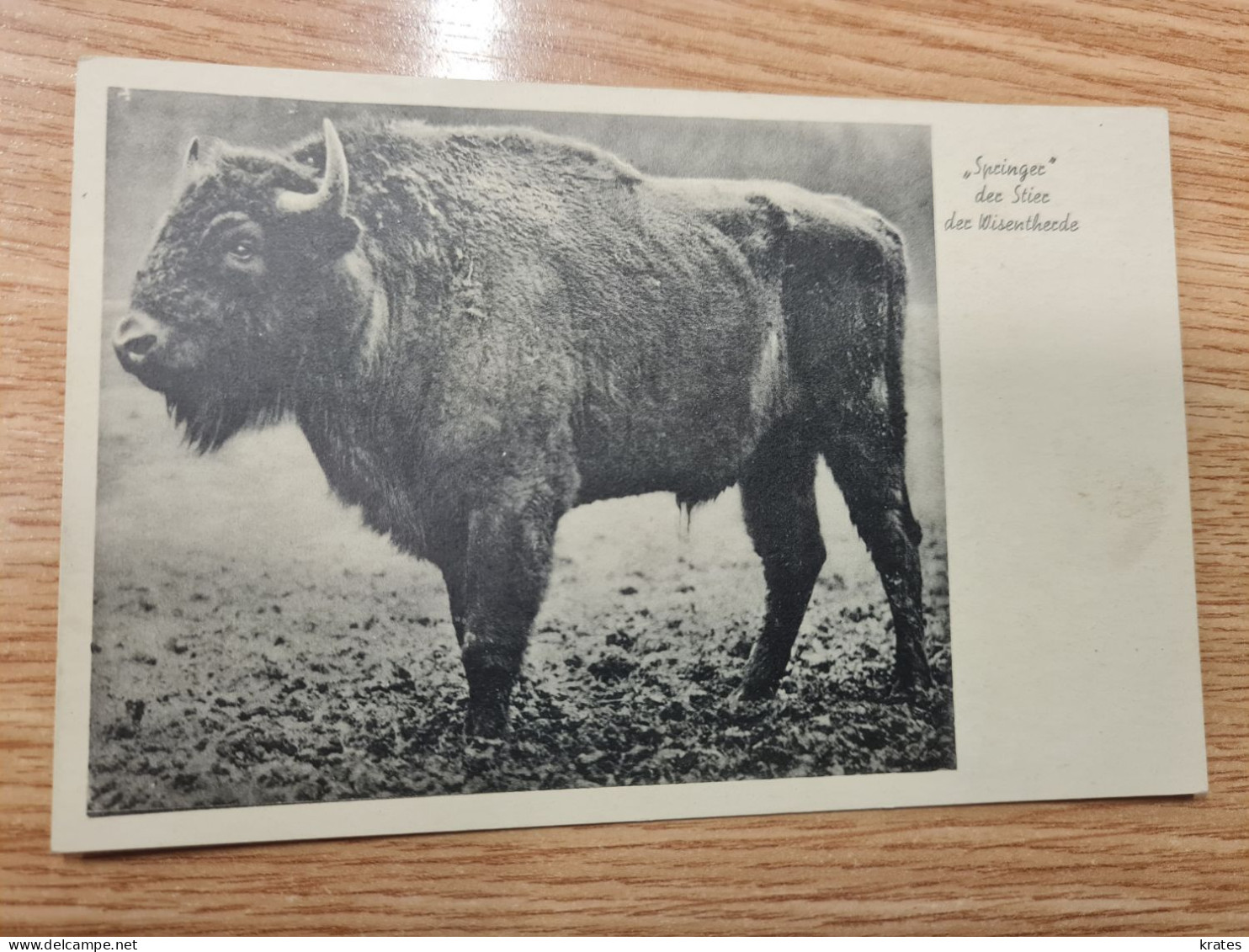 Postcard - Bison   (32710) - Stiere