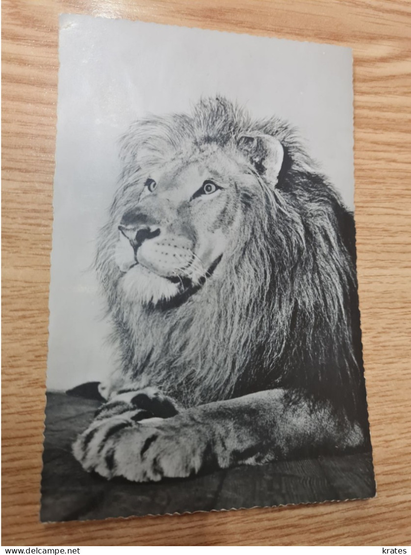 Postcard - Lion   (32711) - Leoni