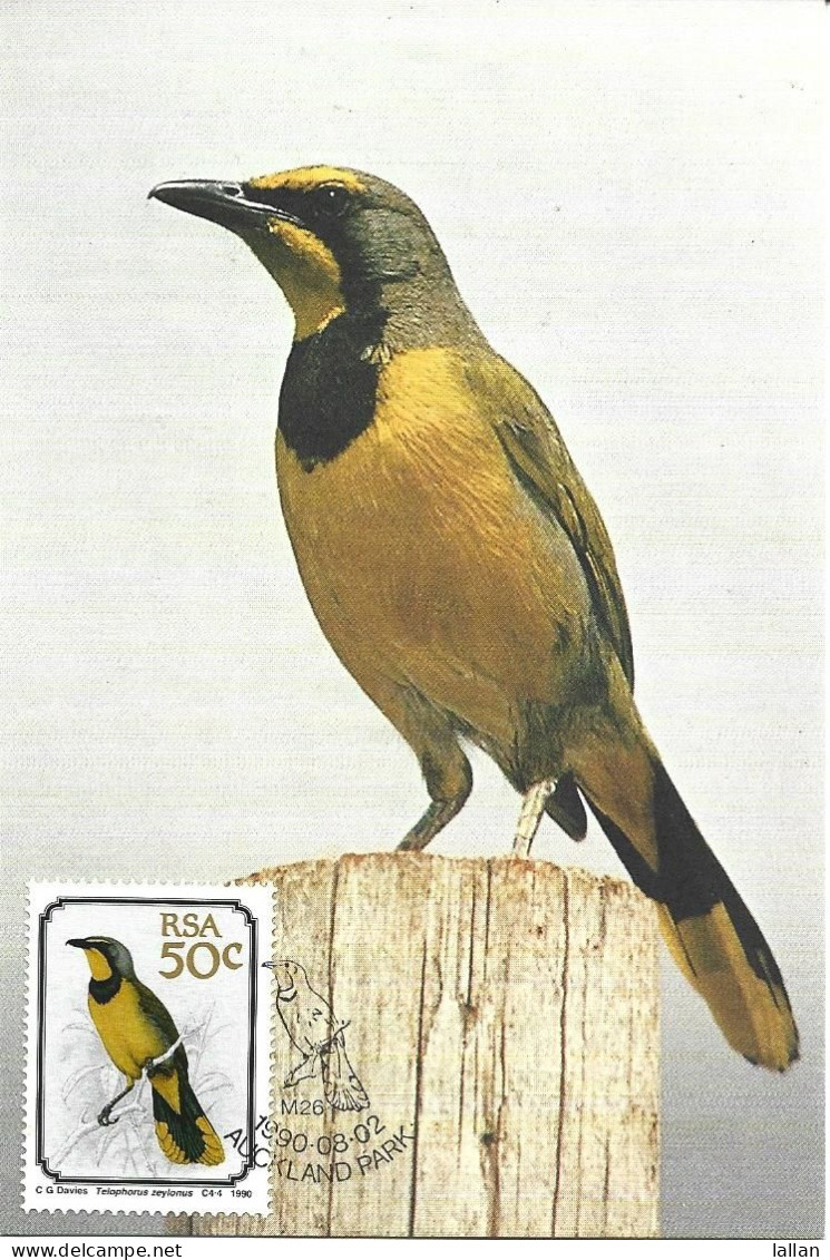 Maxim Card, Bushshrike, RSA, 1990 - Storia Postale