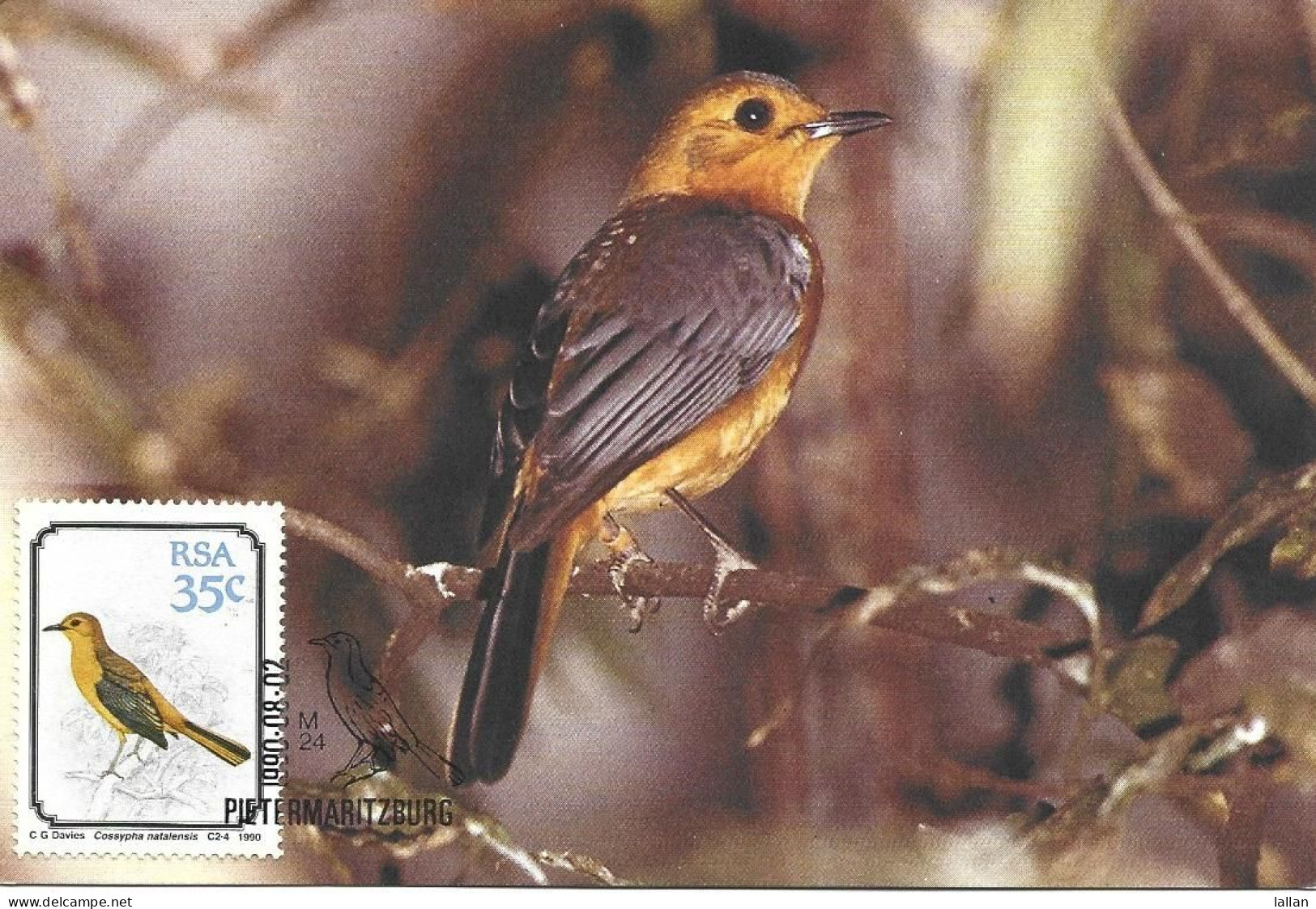 Maxim Card, Red-Capped Robin-chat Or Natal Chat, RSA, 1990 - Lettres & Documents