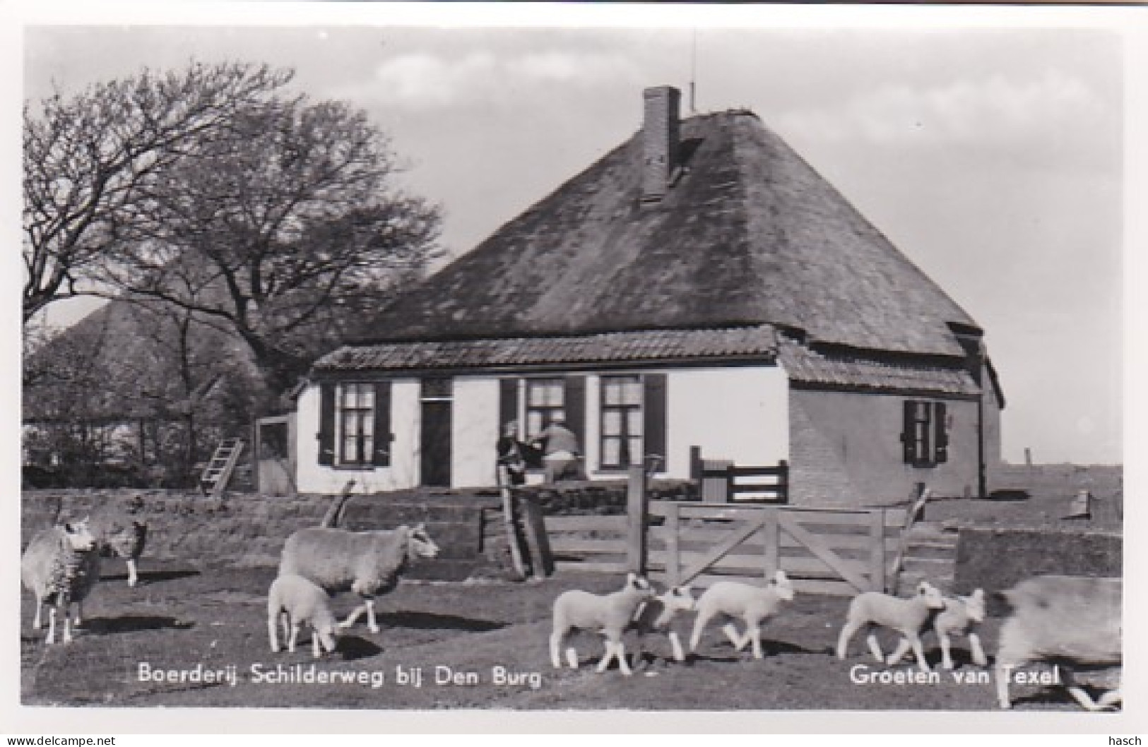 2850	34	Texel, Boerderij Schilderweg Bij Den Burg Groeten Van Texel (zie Achterkant) - Texel