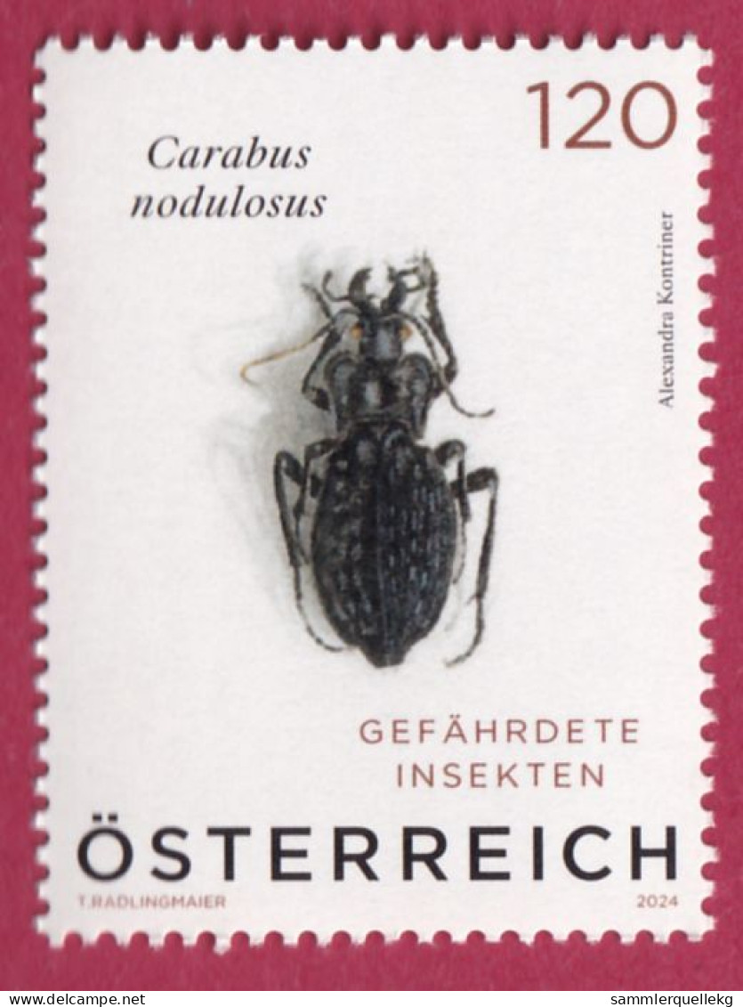 Österreich 2024: Gefährdete Insekten - Schwarze Grubenlaufkäfer, Postfrisch - Coléoptères