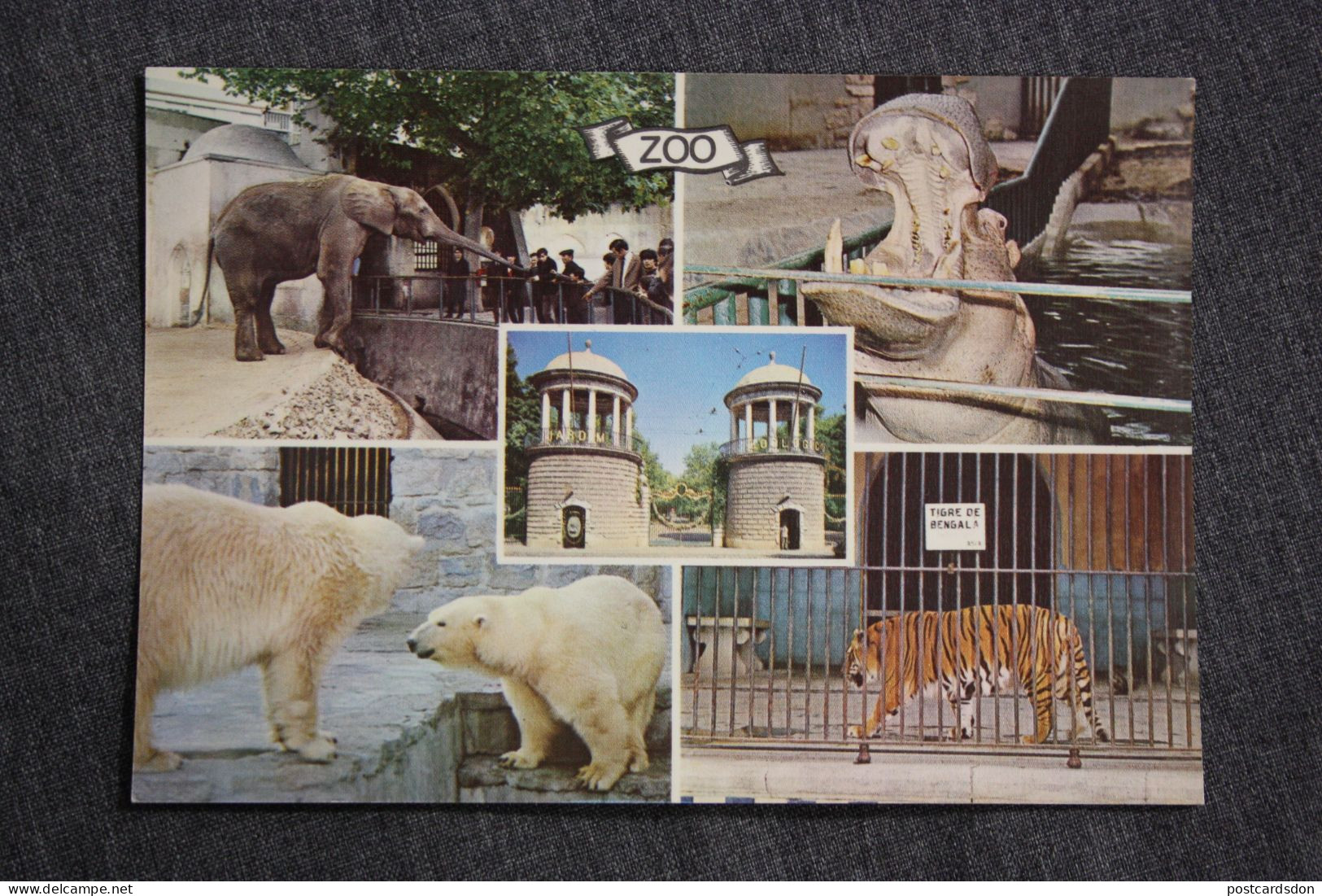 Lisboa Zoo   / Hippo White Bear - Elephant- Tiger - Ippopotami