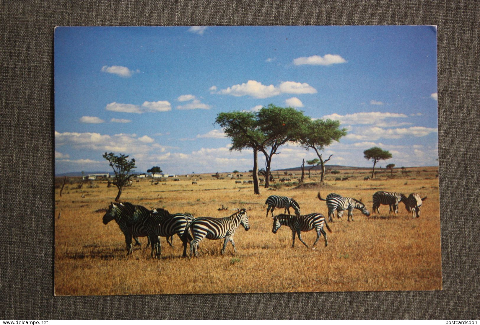 Zebra. Africa. Kenya Stamp. 1990s - Zebras