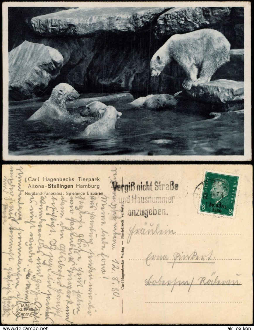 Ansichtskarte Stellingen-Hamburg Tierpark Hagenbeck - Eisbären 1930 - Stellingen