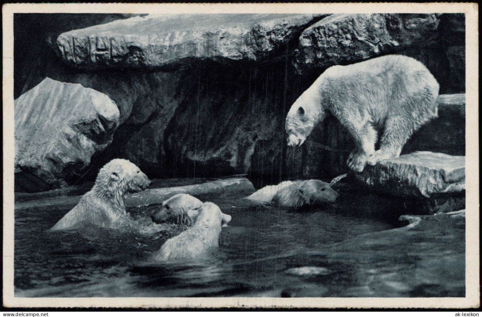Ansichtskarte Stellingen-Hamburg Tierpark Hagenbeck - Eisbären 1930 - Stellingen