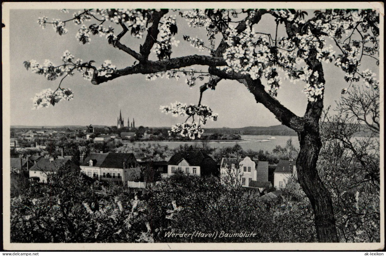 Ansichtskarte Werder (Havel) Panorama-Ansicht Zur Zeit Der Baumblüte 1941 - Werder