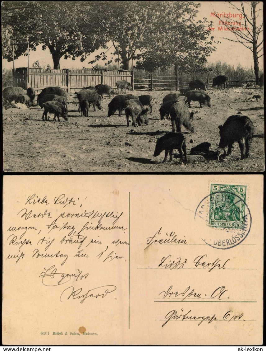 Ansichtskarte Moritzburg Fütterung Der Wildschweine 1911 - Moritzburg